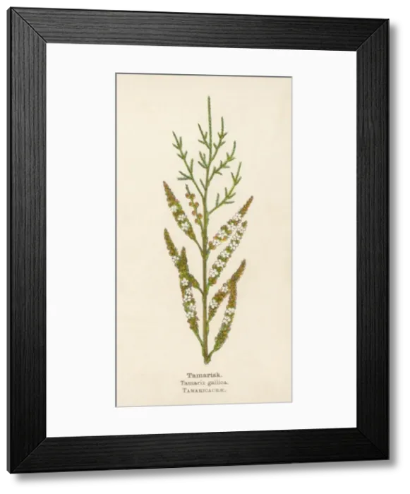 Framed Print : Plants / Tamarix Gallica Framed Print : Plants / Tamarix Gallica