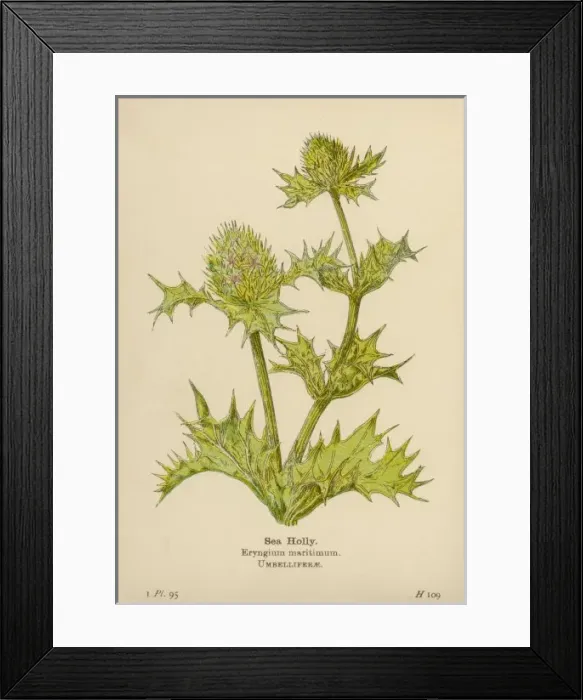 Framed Print : Eryngium Maritimum Framed Print : Eryngium Maritimum