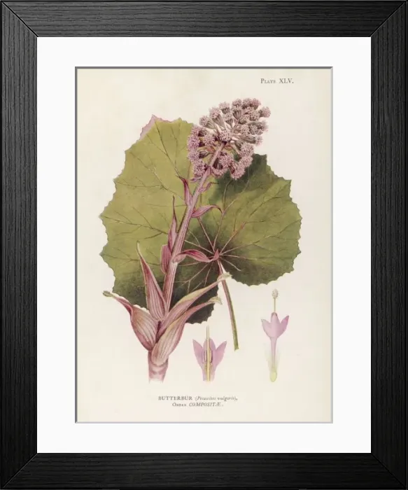 Framed Print : Petastites Vulgaris Framed Print : Petastites Vulgaris