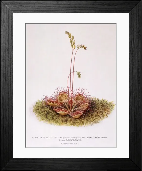 Framed Print : Drosera Rotundiflora Framed Print : Drosera Rotundiflora