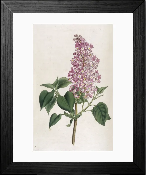 Framed Print : Plants / Syringa Vulgaris Framed Print : Plants / Syringa Vulgaris