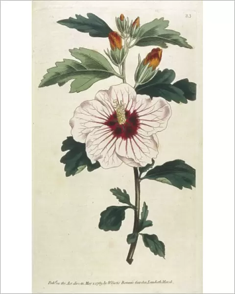 Plants  /  Hibiscus Syriacus