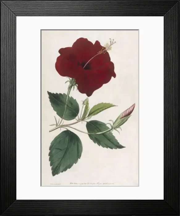 Framed Print : Hibiscus Rosa Sinensis Framed Print : Hibiscus Rosa Sinensis