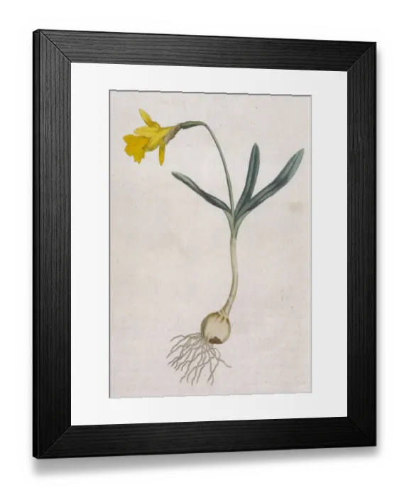 Framed Print : Plants / Narcissus Minor Framed Print : Plants / Narcissus Minor