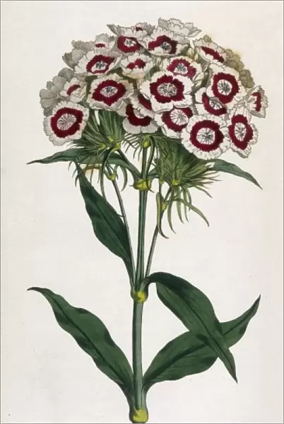 Plants  /  Dianthus Barbatus