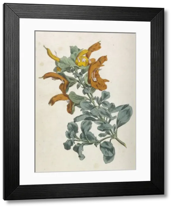 Framed Print : Salvia Africana-Lutea Framed Print : Salvia Africana-Lutea