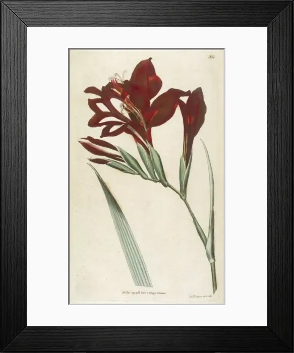 Framed Print : Gladiolus Cardinalis Framed Print : Gladiolus Cardinalis