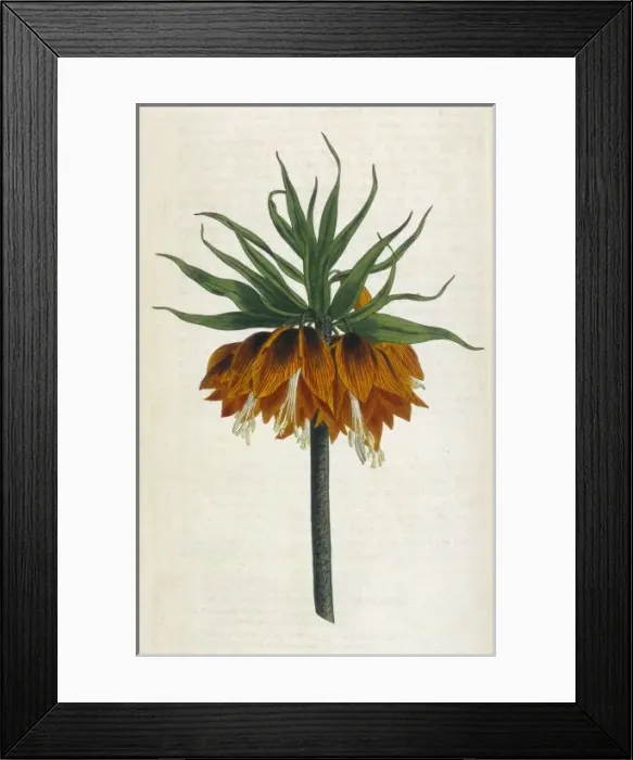 Framed Print : Fritillaria Imperialis Framed Print : Fritillaria Imperialis