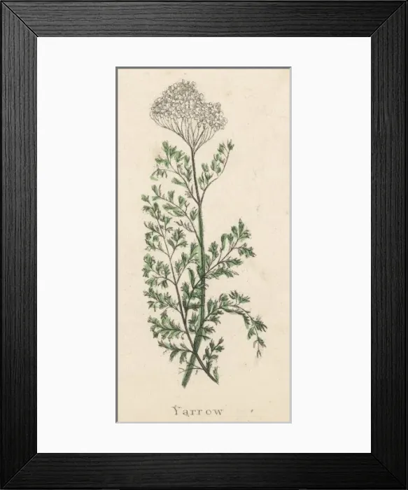 Framed Print : Achillea Millefolium Framed Print : Achillea Millefolium