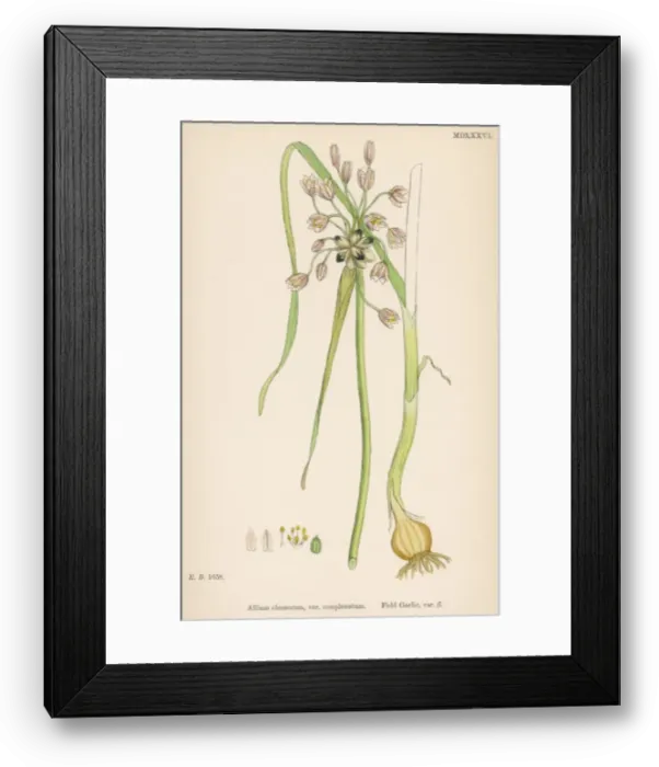 Framed Print : Plants / Allium Oleraceum Framed Print : Plants / Allium Oleraceum