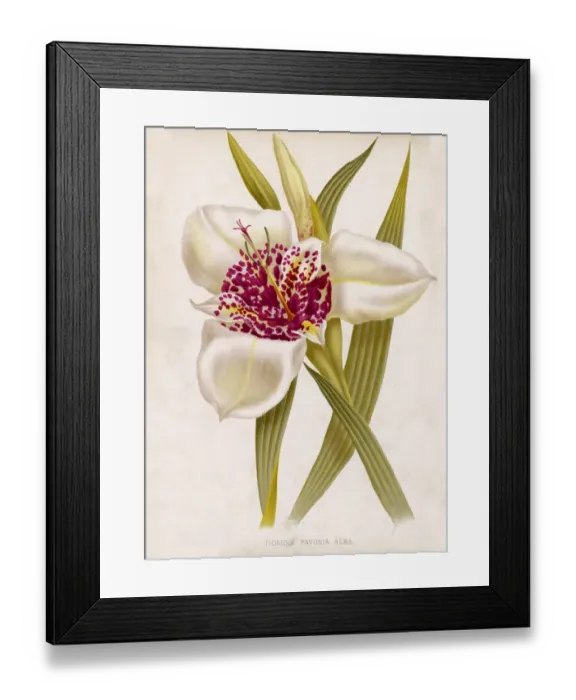 Framed Print : Tigridia Pavonia Alba Framed Print : Tigridia Pavonia Alba