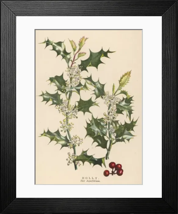Framed Print : Plants / Ilex Aquifolium Framed Print : Plants / Ilex Aquifolium