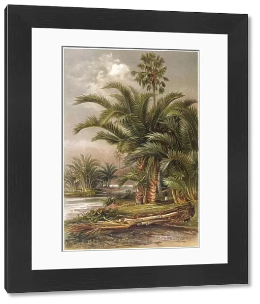 Sago Palm Trees 1913