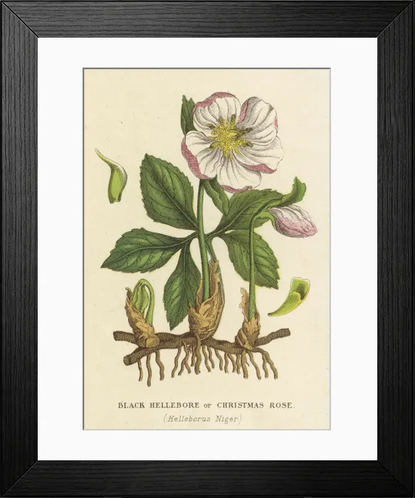 Framed Print : Plants / Helleborus Niger Framed Print : Plants / Helleborus Niger