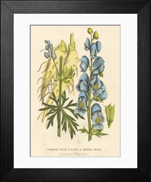 Framed Print : Plants / Aconitum Napellus Framed Print : Plants / Aconitum Napellus