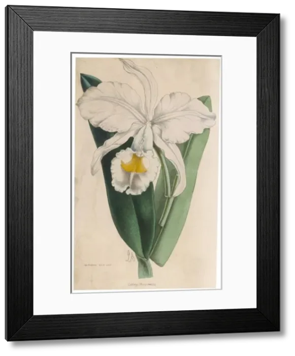 Framed Print : Cattleya Warscewiczu Framed Print : Cattleya Warscewiczu