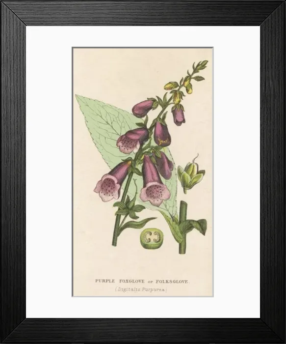 Framed Print : Digitalis Purpurea Framed Print : Digitalis Purpurea