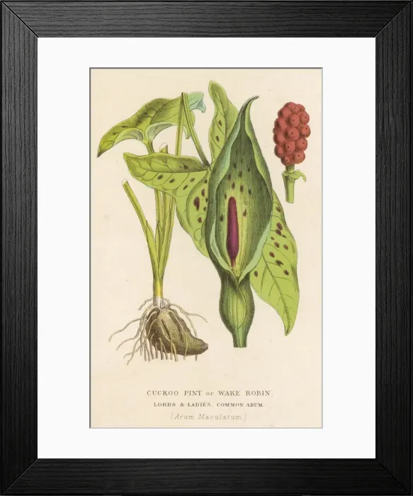 Framed Print : Plants / Arum Maculatum Framed Print : Plants / Arum Maculatum
