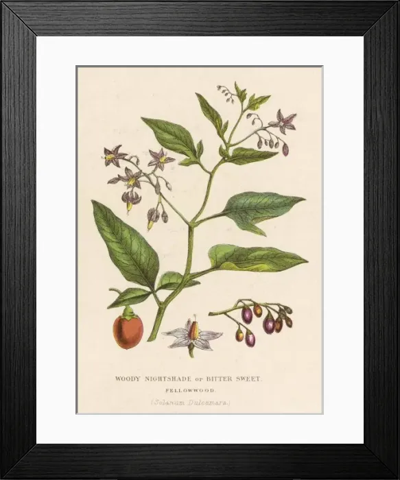 Framed Print : Plants / Solanum Dulcamara Framed Print : Plants / Solanum Dulcamara