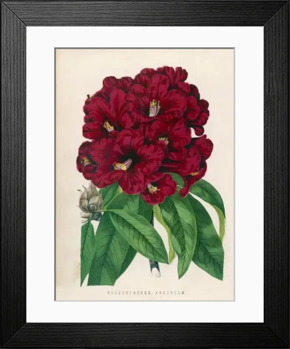 Framed Print : Rhododendron Arboretum Framed Print : Rhododendron Arboretum