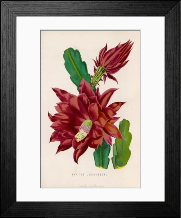 Framed Print : Cactus Jenkinsonii Framed Print : Cactus Jenkinsonii