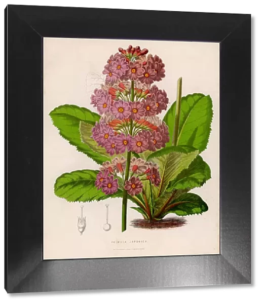 Plants  /  Primula Japonica