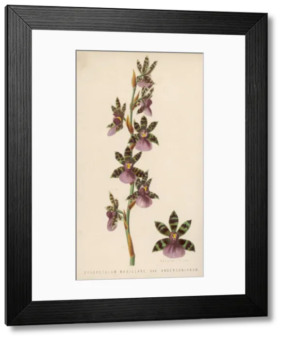 Framed Print : Zygopetalum Maxillare Framed Print : Zygopetalum Maxillare