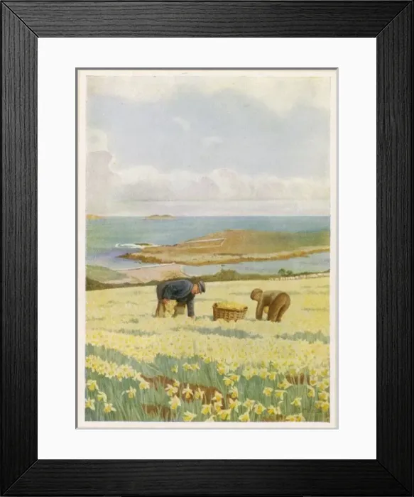 Framed Print : Picking Daffodils Framed Print : Picking Daffodils