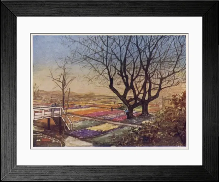 Framed Print : Dutch Tulip Fields Framed Print : Dutch Tulip Fields