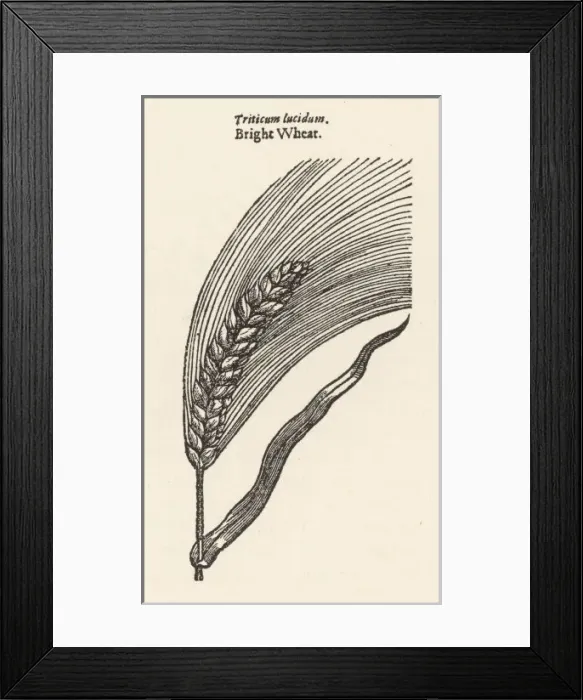 Framed Print : Plants / Triticum Framed Print : Plants / Triticum