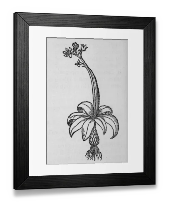 Framed Print : Hyacinthoides Non-Script Framed Print : Hyacinthoides Non-Script