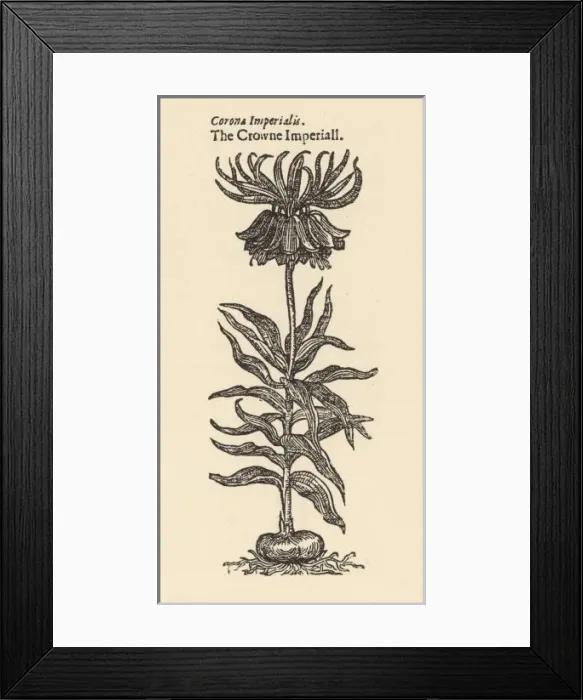 Framed Print : Fritillaria Imperialis Framed Print : Fritillaria Imperialis