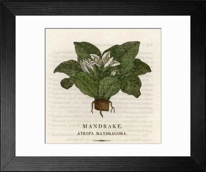 Framed Print : Plants / Mandragora Framed Print : Plants / Mandragora