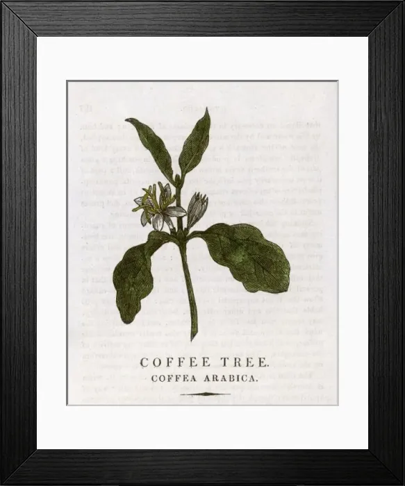 Framed Print : Plants / Coffea Arabica Framed Print : Plants / Coffea Arabica