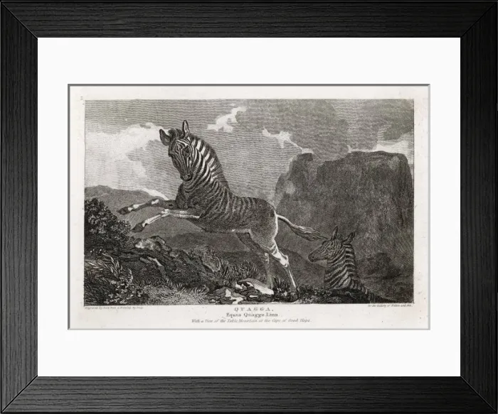 Framed Print : Animals / Zebra / Quagga Framed Print : Animals / Zebra / Quagga