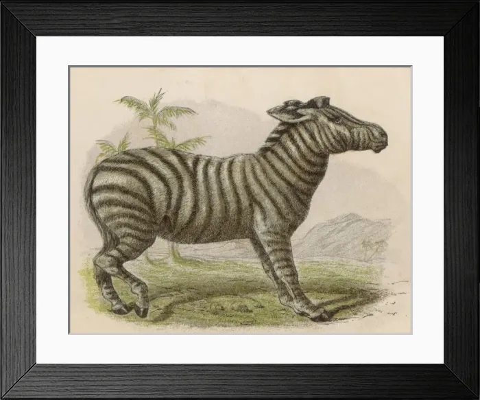 Framed Print : Zebra (Brittan) Framed Print : Zebra (Brittan)