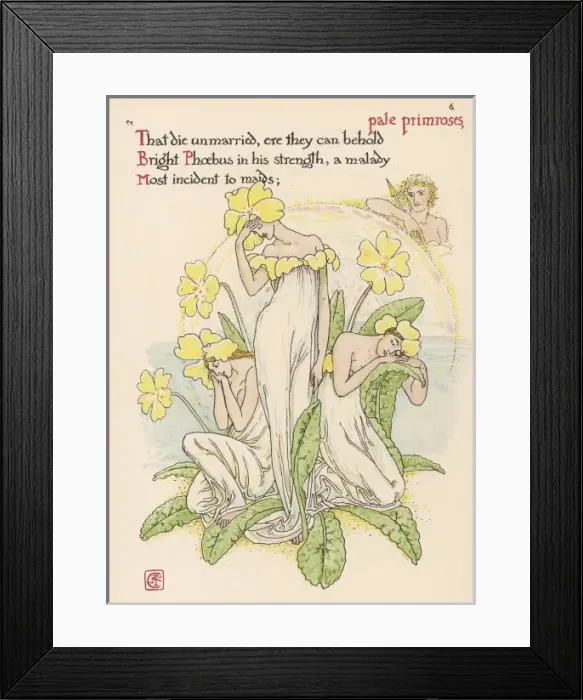 Framed Print : Plants / Primula Vulgaris Framed Print : Plants / Primula Vulgaris