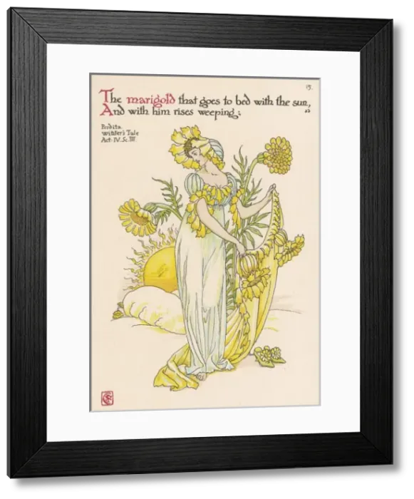 Framed Print : Calendula Officinalis Framed Print : Calendula Officinalis
