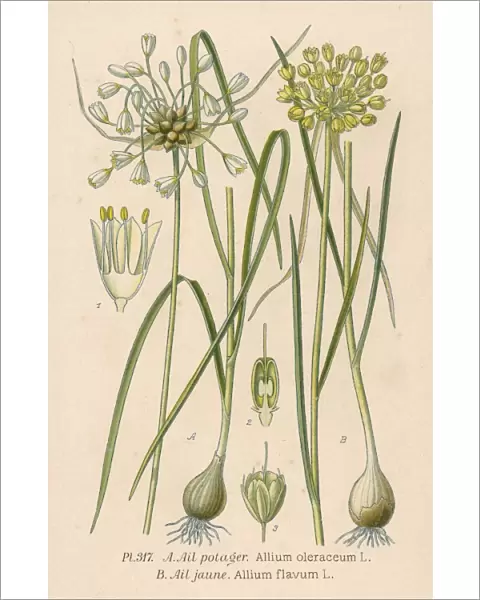Plants  /  Allium Sp