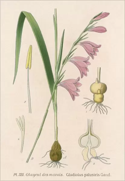 Gladiolus Palustris