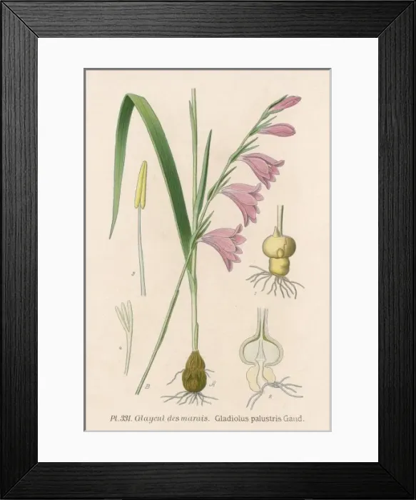 Framed Print : Gladiolus Palustris Framed Print : Gladiolus Palustris