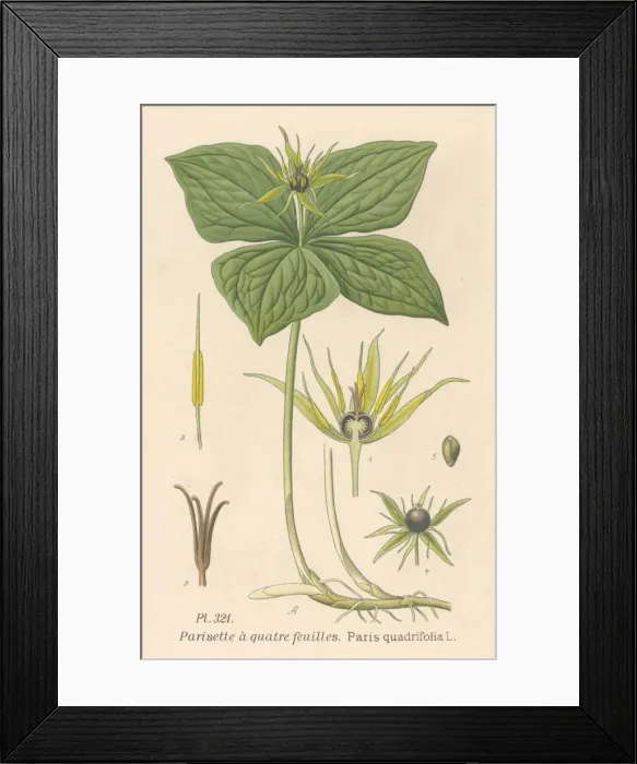 Framed Print : Plants / Paris Quadrifolia Framed Print : Plants / Paris Quadrifolia