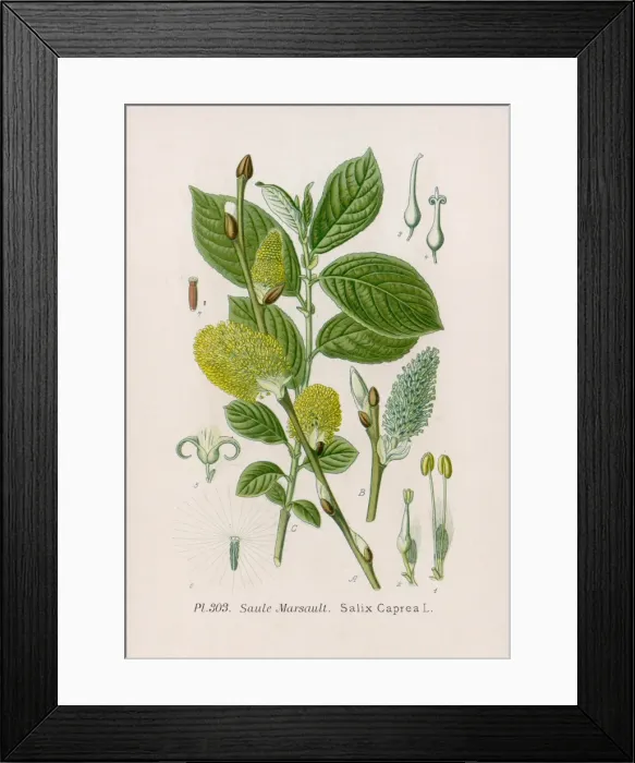 Framed Print : Plants / Salix Caprea Framed Print : Plants / Salix Caprea