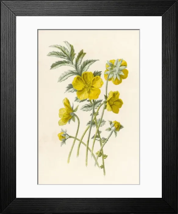 Framed Print : Potentilla Anserina Framed Print : Potentilla Anserina
