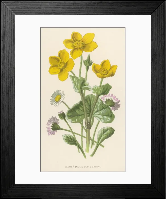 Framed Print : Plants / Caltha Palustris Framed Print : Plants / Caltha Palustris