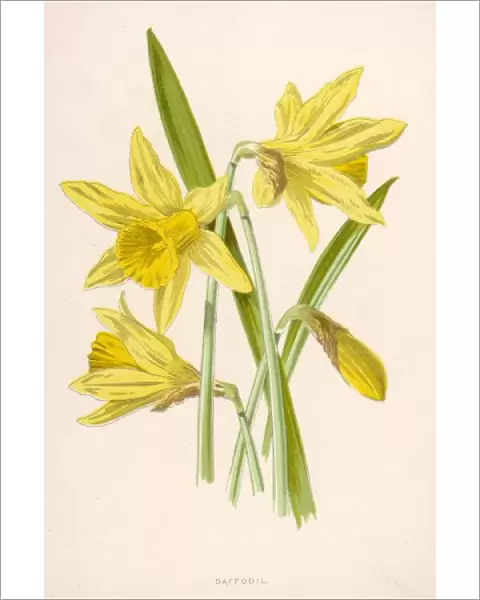 Narcissus Pseudo-Narcis