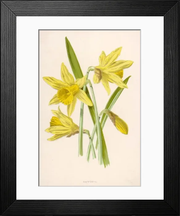Framed Print : Narcissus Pseudo-Narcis Framed Print : Narcissus Pseudo-Narcis