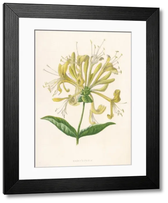 Framed Print : Lonicera Periclymenum Framed Print : Lonicera Periclymenum