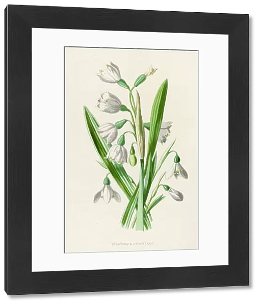 Plants  /  Galanthus Nivalis
