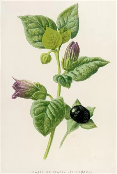 Plants  /  Atropa Belladonna